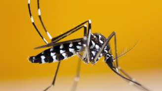 A doença, transmitida pelo mosquito tigre, já circula em um nível inédito para esta época do ano. O alerta foi feito nesta quarta-feira (25) pela agência de saúde pública francesa, a Santé publique France, em seu boletim semanal.