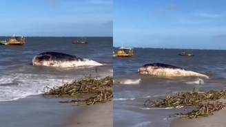 Carcaça de baleia é vista na Praia do Acaú na Paraíba