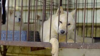 Um cachorro em uma jaula com o focinho entre as barras
