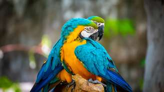 Depois de 200 anos em extinção no Rio de Janeiro, as araras