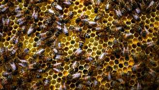 Três pessoas ficaram gravemente feridas após um ataque de abelhas em Aurillac, no sul da França