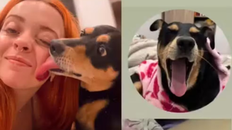 Cadela escapa de caixa de transporte em aeroporto e família relata descaso: 'Dor imensa'