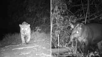 Animais são flagrados ‘espiando’ câmeras camufladas no Pantanal