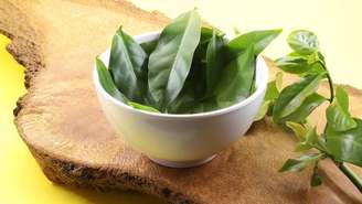 Veja opções de PANCs para plantar em casa
