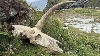 Crânio achado com chifre