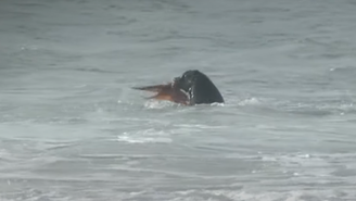 Leão-marinho ataca polvo durante etapa da WSL