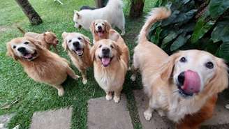 Fofura que cura: novas pesquisas apontam redução dos níveis de cortisol em tutores de animais, mesmo durante situações de stress. Resultados estimularam novos estudos usando biomarcadores para se aprofundar na eficiência do uso de cães em tratamentos psiquiátricos.