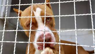 Foto ilustrativa de um cachorro pitbull