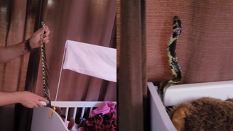 Cobra é encontrada em berço