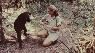 Jane Goodall começou seu revolucionário estudo de campo dos chimpanzés na Tanzânia 65 anos atrás