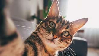 Cientistas em Edimburgo descobriram que a demência felina pode compartilhar vários fatores com o Alzheimer em humanos