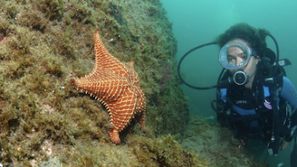 Uma estrela do mar típica das águas da Ilha Grande: símbolo da resistência da rica diversidade marinha da região, que luta contra a poluição, a perigosa propagação dos micro plásticos e a bioinvasão de espécies de algas, crustáceos, esponjas e corais intrusos, vindos de outras regiões do mundo, muitas vezes nos cascos de navios estrangeiros.