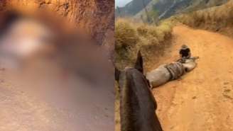 Investigações seguem sobre o caso do cavalo vítima de maus-tratos que teve as quatro patas cortadas com um facão em uma área rural de Bananal, no interior de São Paulo