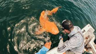 Tubarão-lixa alaranjado e com olhos brancos foi registrado na Costa Rica