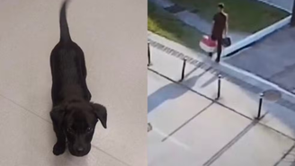 Homem abandona cachorro no aeroporto após ser impedido de embarcar com caixa transportadora irregular /