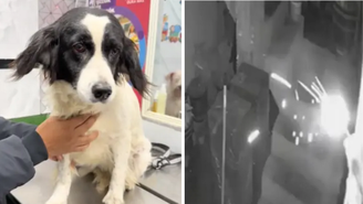 Apesar do susto e de o ato heróico ter ferido as cordas vocais do cachorro, ele segue bem e estável