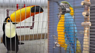 Centenas de animais foram resgatados em operação da polícia no RIo