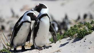 Pebbling: tendência do amor digital inspirada nos pinguins, que valoriza pequenos gestos de carinho, como enviar memes, músicas e mensagens