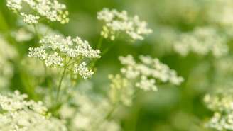 Use também a poderosa erva em simpatias