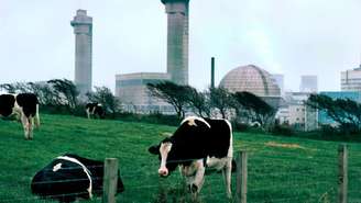 Imagem de 1985 mostra vacas pastando perto da usina elétrica de Sellafield, antiga Windscale