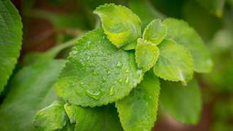 Aprenda um ritual com folhas de boldo para renovar sua vibração.