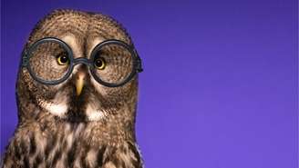 Esse animal pode discernir seus problemas por meio da capacidade de escuta. Saiba por que a coruja é um arquétipo de força e poder