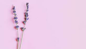 Use essa planta para melhor seu sono