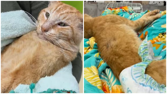 Gato foi atingido por um tiro de chumbinho no Rio de Janeiro