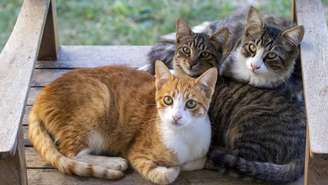 Os gatos domésticos podem ser as criaturas da natureza que estão mais próximas da perfeição; saiba o que diz estudo