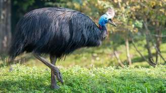 O casuar usa as pernas fortes para correr e se defender, desferindo chutes potentes com garras de até 12 centímetros –