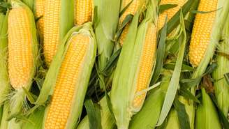 Durante o desenvolvimento da planta, os grãos se formam em pares, garantindo que cada nova fileira surja com uma correspondente, preservando a harmonia e a produtividade da espiga – depositphotos.com / lola19