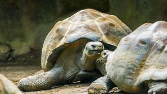 Habitante das ilhas que inspiraram Darwin, a espécie revela como genética, ambiente e ritmo de vida contribuem para a sobrevivência extrema – depositphotos.com / jaapbleijenberg