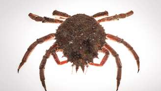 Os caranguejos-aranha, membros da família Majidae, apresentam patas longas e corpos pequenos, o que lhes confere uma aparência característica – depositphotos.com / LUZpower