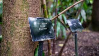 Hoje, ainda há uma seringueira plantada no Kew Gardens, em Londres