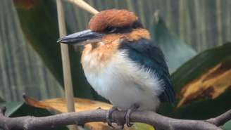 Após 40 anos considerado extinto na natureza, pássaro sihek volta a voar livre graças a esforços globais de reprodução e reintrodução 