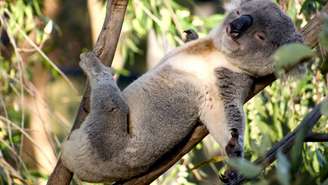 Coala – depositphotos.com / woodstock