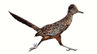 Mais conhecido por sua agilidade do que pelo voo, o papa-léguas vive no solo, onde caça insetos, pequenos répteis e até cobras com rapidez e precisão – depositphotos.com / Liliya.Butenko