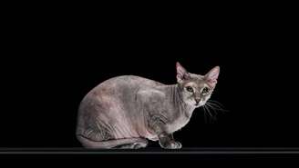 Conhecido por ser carinhoso e sociável, o gato Sphynx adora estar perto de seus tutores e buscar calor humano – depositphotos.com / VadimVasenin