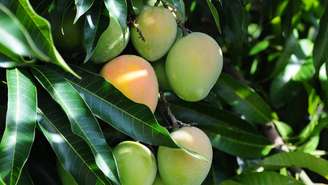 O Brasil está entre os maiores produtores de manga do mundo. Com a presença da seca-da-mangueira, diversas regiões reportaram queda expressiva na produtividade dos pomares, principalmente no Norte e Nordeste – depositphotos.com / luisalealmelo