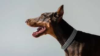 Raças como Pastor Alemão, Rottweiler, Fila Brasileiro e Dobermann são conhecidas pelo forte senso de proteção, exigindo socialização e treinamento adequados desde filhotes – depositphotos.com / IgorVetushko