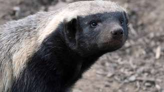 Texugo-do-mel -depositphotos.com / phil_bird