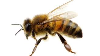 A picada de abelha costuma causar dor e inchaço local, mas na maioria dos casos os sintomas são leves e desaparecem em poucos dias – depositphotos.com / Ale-ks