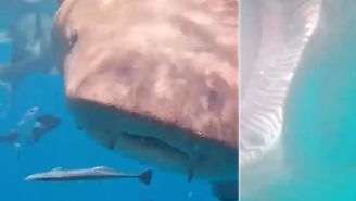 Tubarão engoliu câmera de turista chinês, nas Maldivas