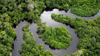 Fundo Florestas Tropicais para Sempre foi lançado durante a COP30 em Belém (PA)