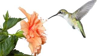 Espécies como hibiscos, russélias, salvias e helicônias se destacam entre as preferidas e ajudam a manter a biodiversidade – depositphotos.com / mtruchon