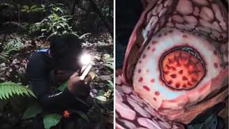 Flor que intriga especialistas só desabrocha por poucos dias e foi registrada pela primeira vez em expedição noturna