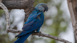 Ararinha-azul de vida livre próximo ao criadouro