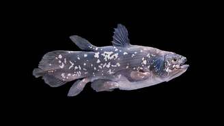 A dificuldade de encontrar o celacanto se deve principalmente a seu habitat restrito e de difícil acesso – depositphotos.com / alessandrozocc