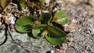 Adaptação extrema: A espécie sobrevive a temperaturas negativas e cria micro-habitats essenciais para pequenos animais – depositphotos.com / jojoo64