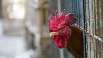 Registros recentes, incluindo o primeiro caso de H5N5 em humanos nos EUA, reforçam a importância da vigilância em aves, mamíferos e possíveis infecções humanas – depositphotos.com / Curioso_Travel_Photography